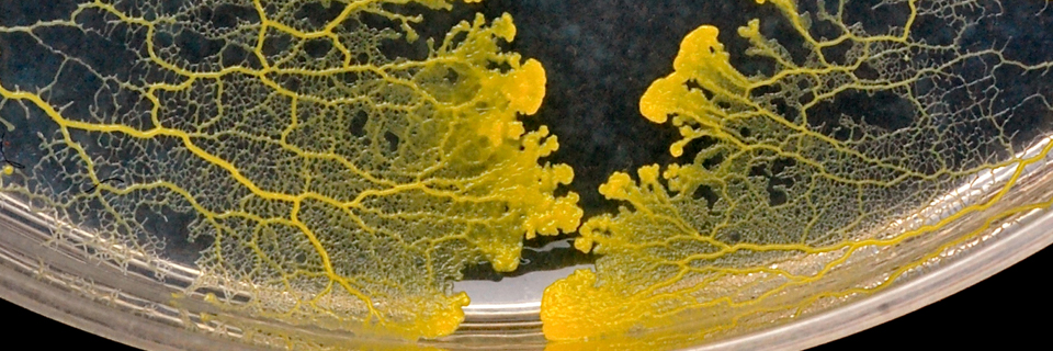 Physarum rigidum イタモジホコリ