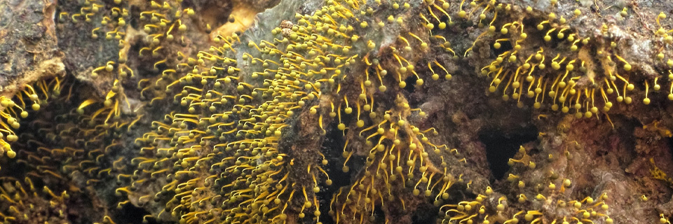 Physarum tenerum アシナガモジホコリ